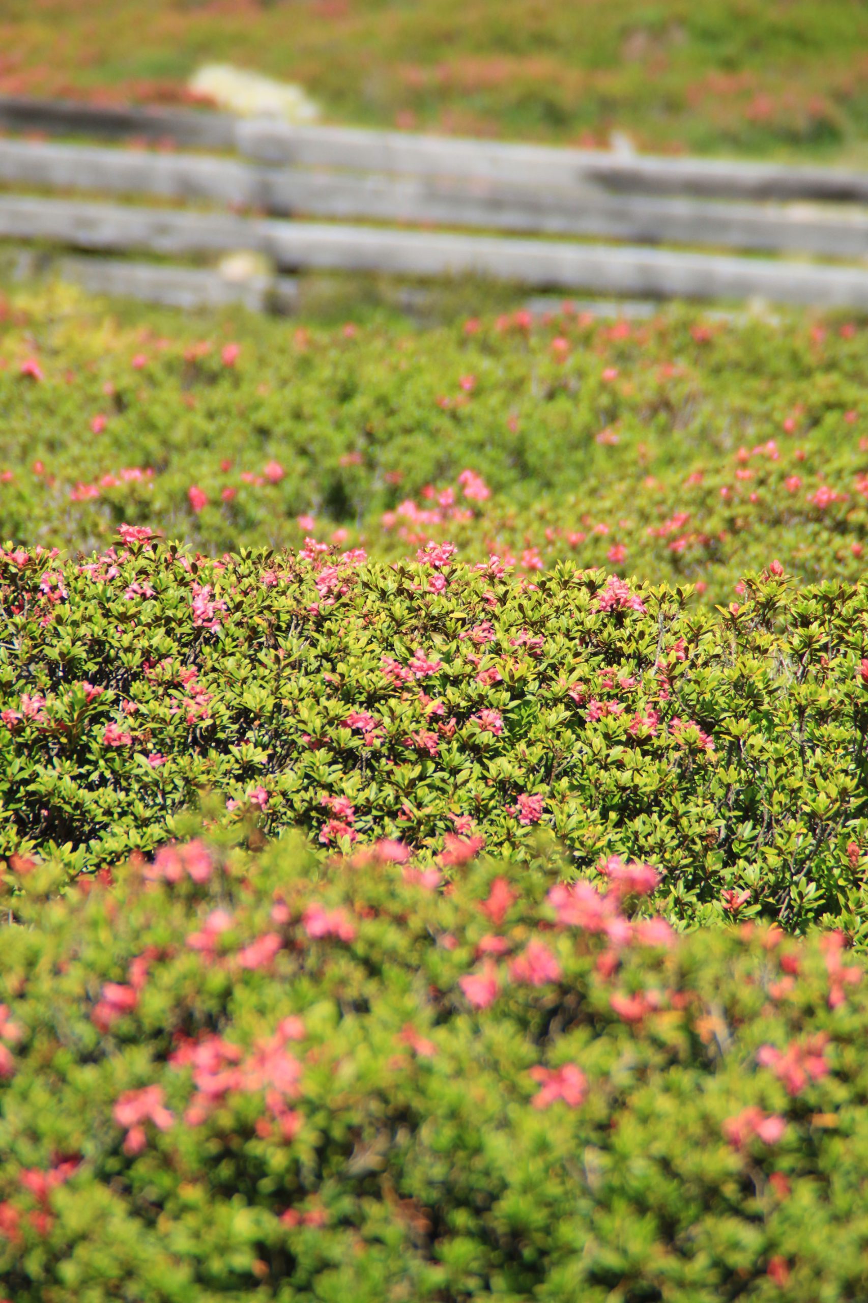 alm alpenrose