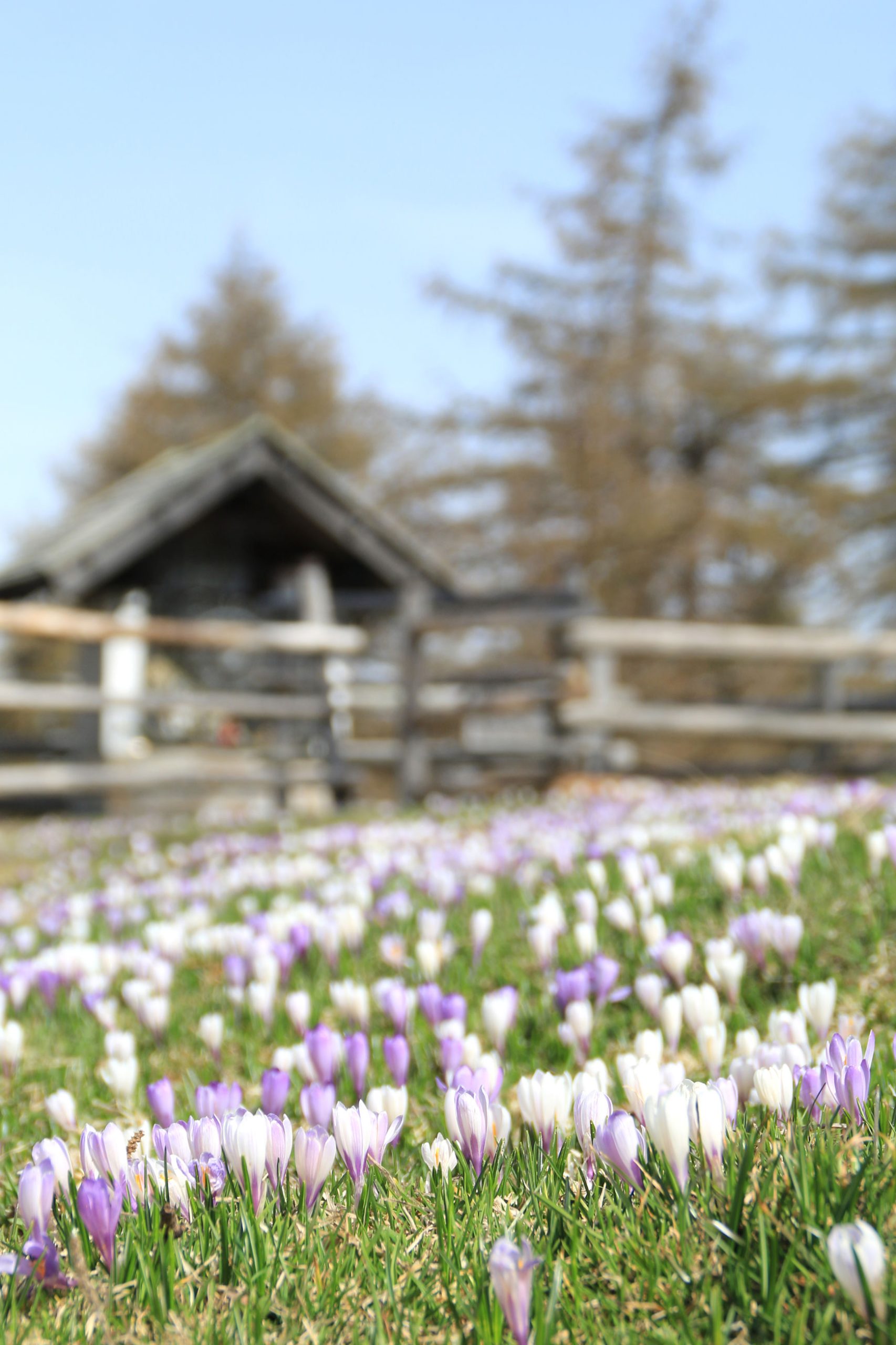 meer von krokussen auf alm in mölten südtirol kreuz im hintergrund